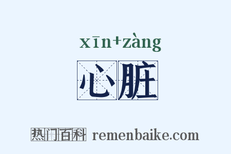 心脏是什么意思的图片
